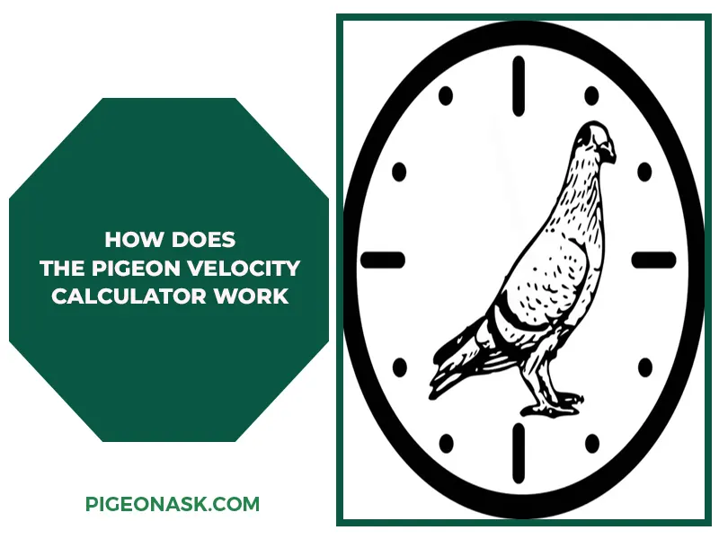 How Does the Pigeon Velocity Calculator Work