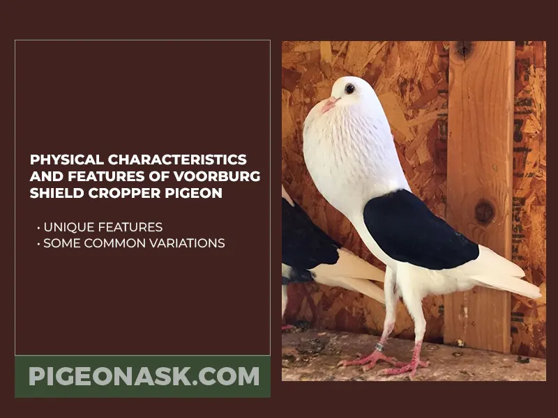 Physical Characteristics and Features of Voorburg Shield Cropper Pigeon