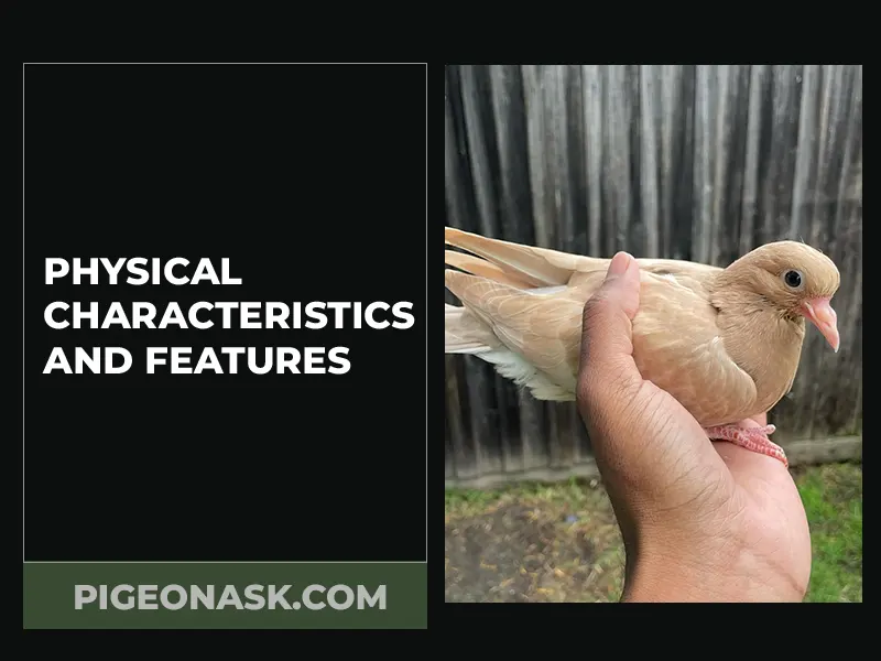 Physical Characteristics and Features