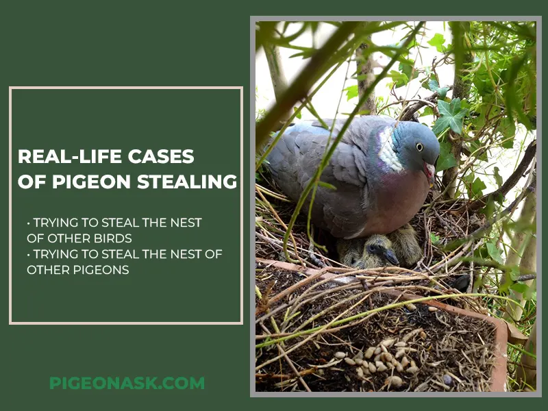 Real-Life Cases of Pigeon Stealing