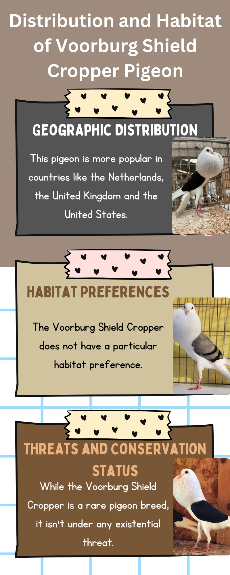 Distribution and Habitat of Voorburg Shield Cropper Pigeon