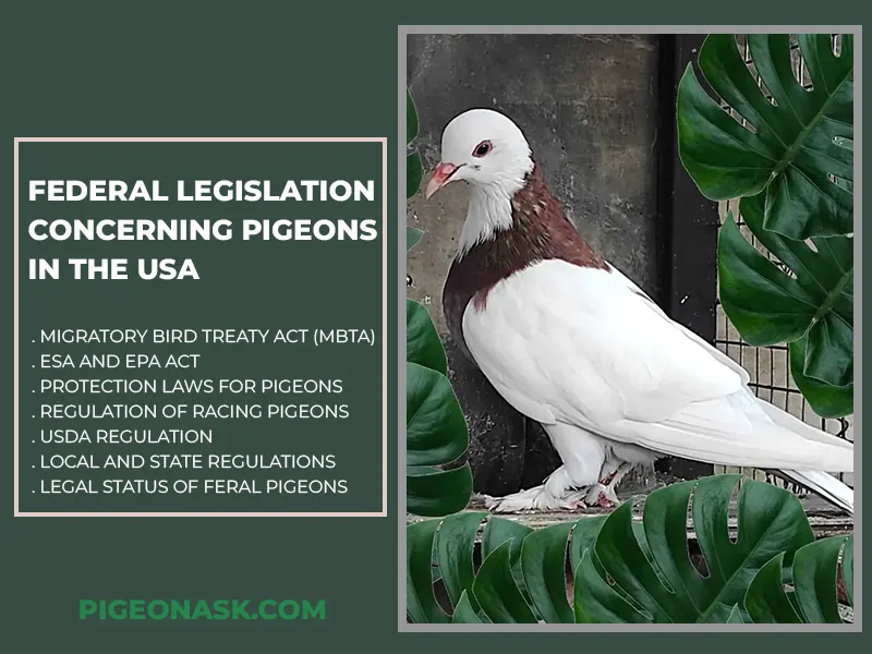 Federal Legislation Concerning Pigeons in the USA