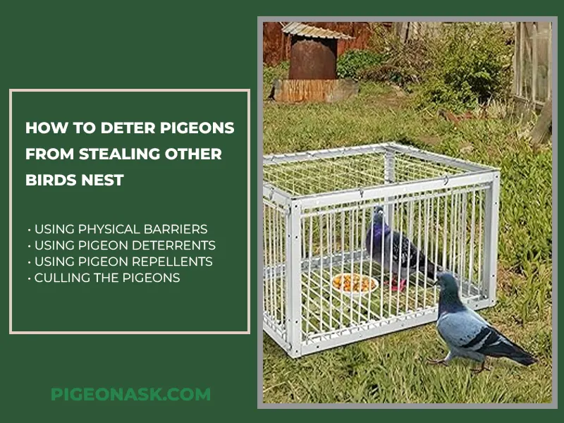 How to Deter Pigeons from Stealing Other Birds Nests