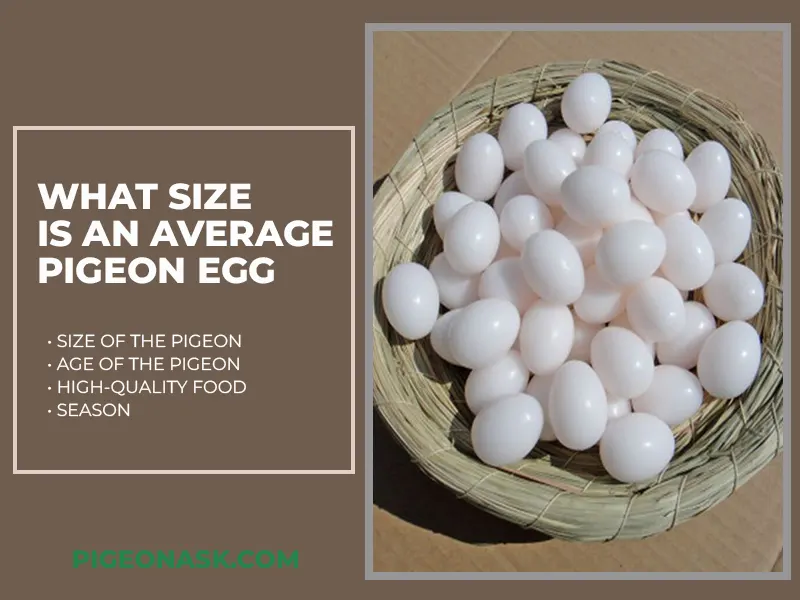 What Size Is an Average Pigeon Egg