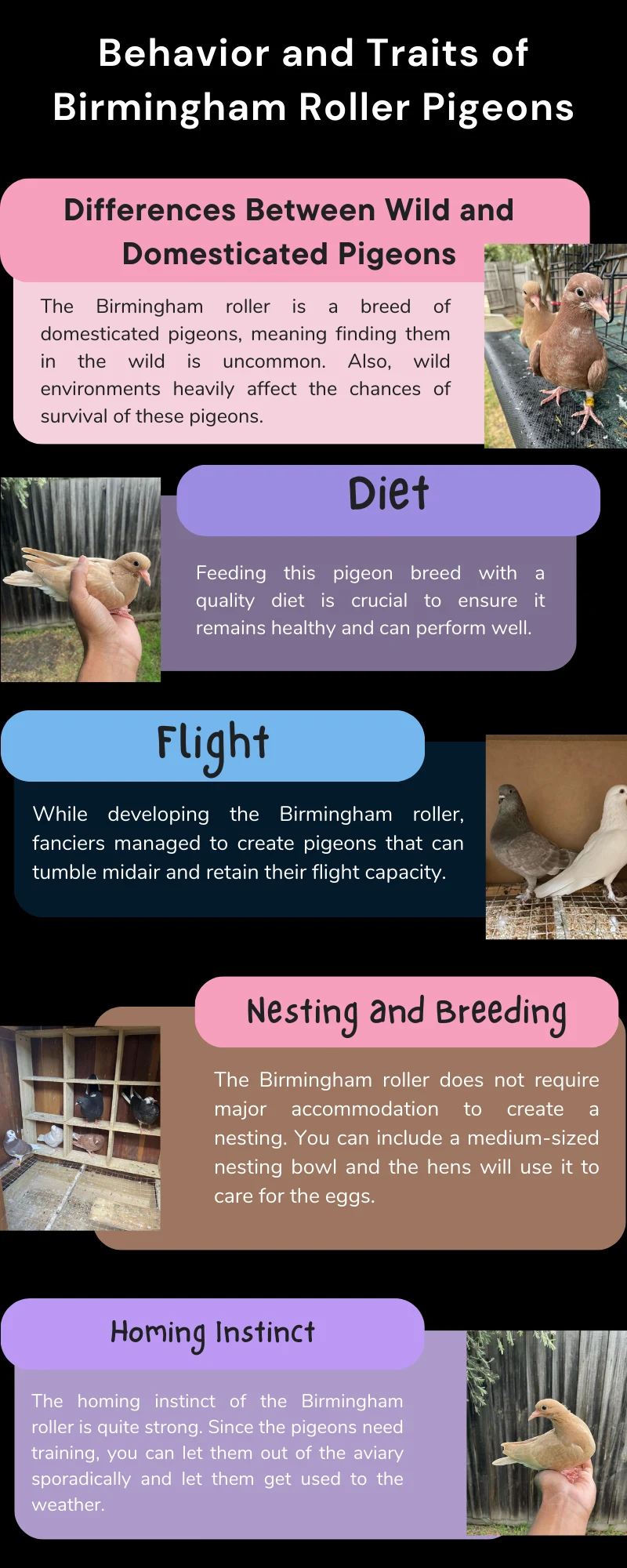 Behavior and Traits of Birmingham Roller Pigeons