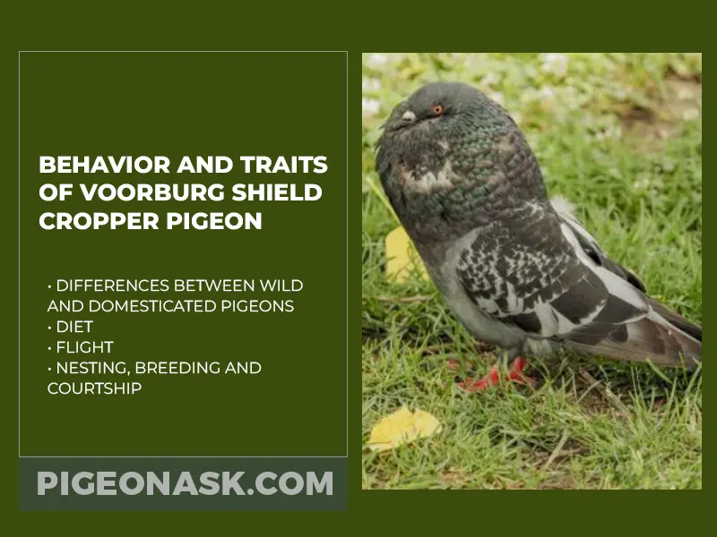 Behavior and Traits of Voorburg Shield Cropper Pigeons