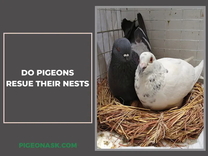 Do Pigeons Reuse Their Nests
