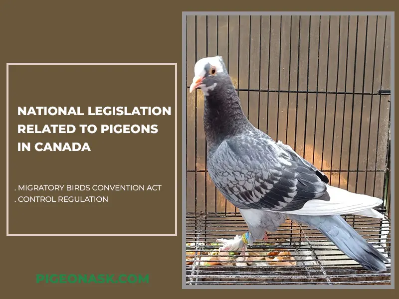 National Legislation Related to Pigeons in Canada