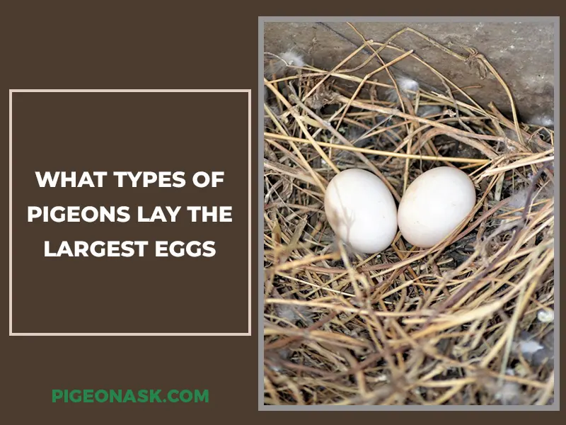 What Types of Pigeons Lay the Largest Eggs