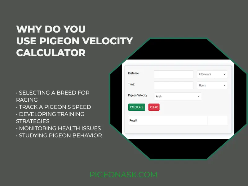 Why Do You Use Pigeon Velocity Calculator