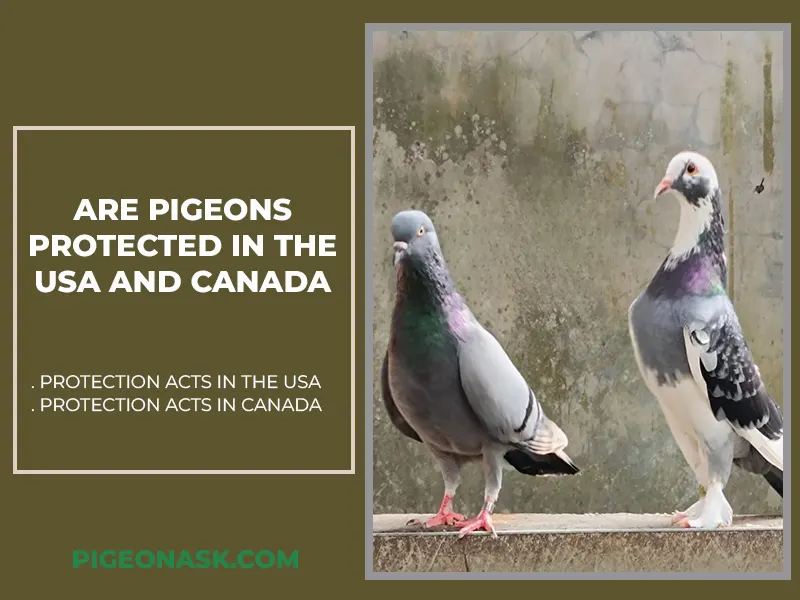 Are Pigeons Protected in the USA and Canada