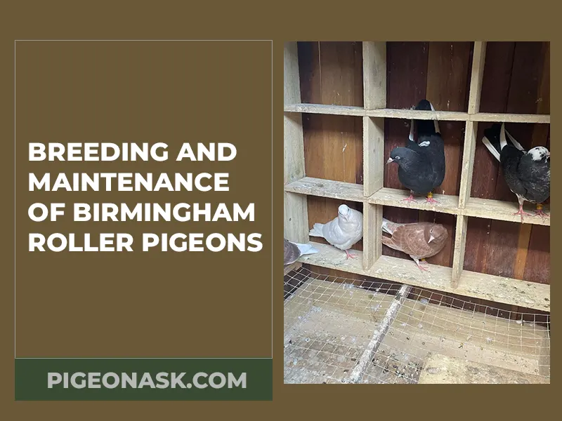 Breeding and Maintenance of Birmingham Roller Pigeons