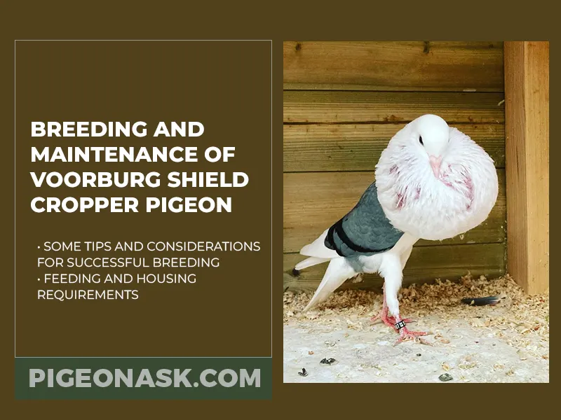 Breeding and Maintenance of Voorburg Shield Cropper Pigeons