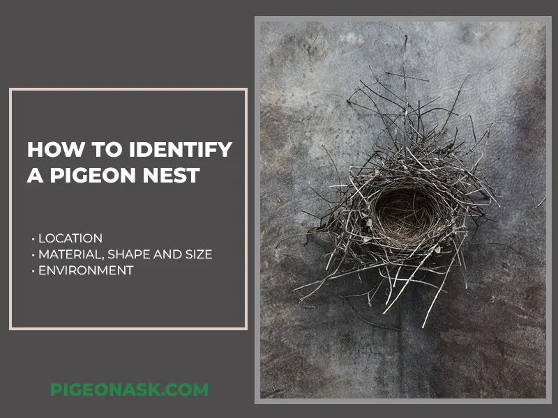 How to Identify a Pigeon Nest