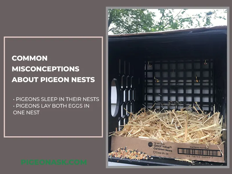 Common Misconceptions About Pigeon Nests