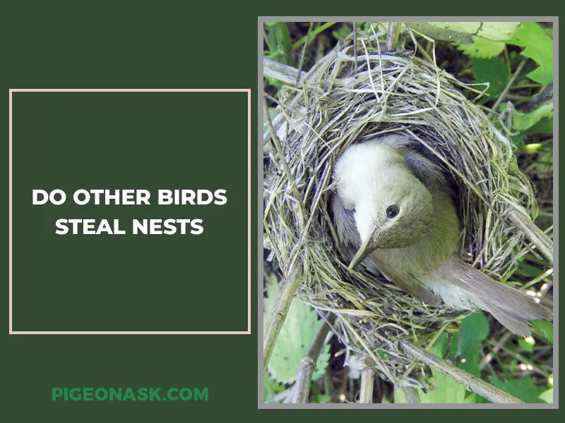Do Other Birds Steal Nests