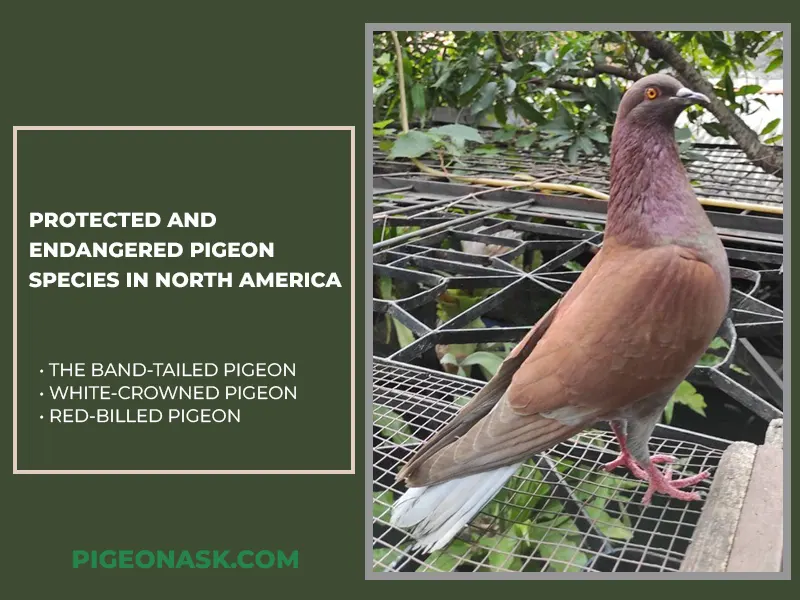 Protected and Endangered Pigeon Species in North America