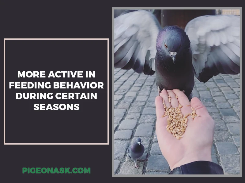 Are Pigeons More Active in Their Feeding Behavior During Certain Seasons
