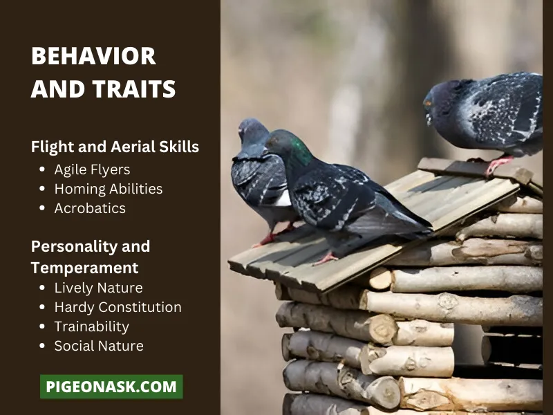 Behavior and Traits Of Starling Pigeons