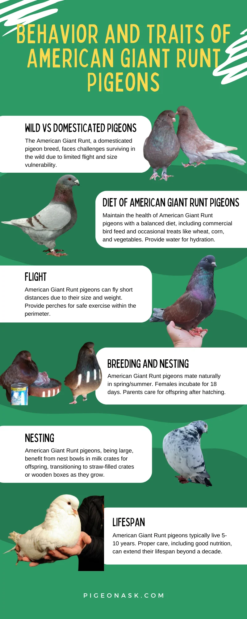 Behavior and Traits of American Giant Runt Pigeons