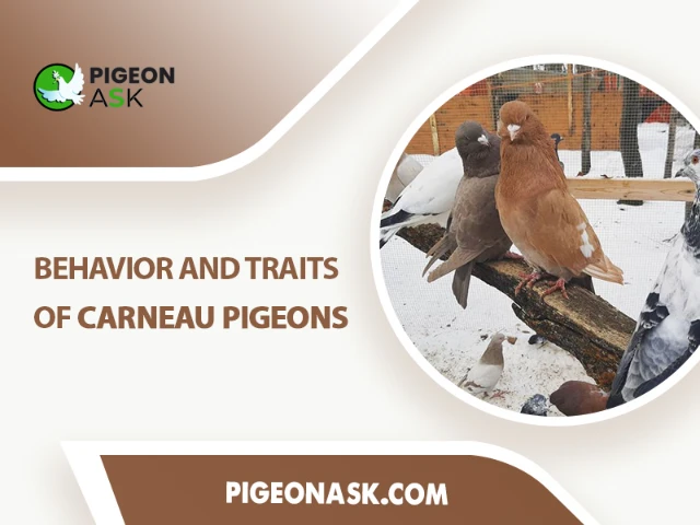 Behavior and Traits of Carneau Pigeons