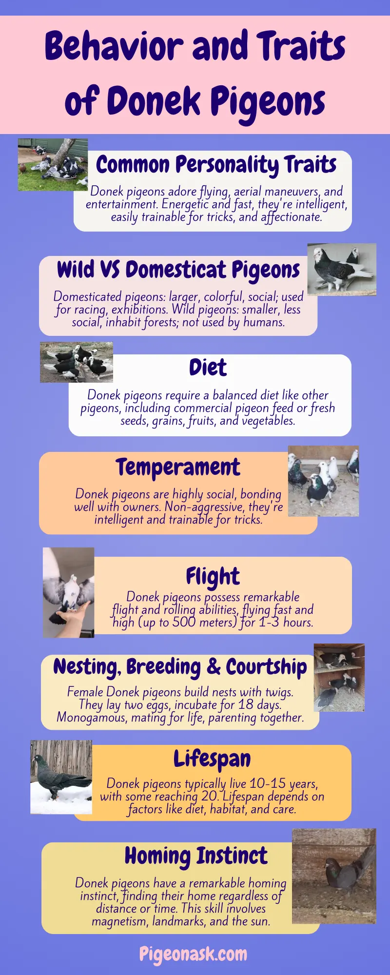 Behavior and Traits of Donek Pigeons