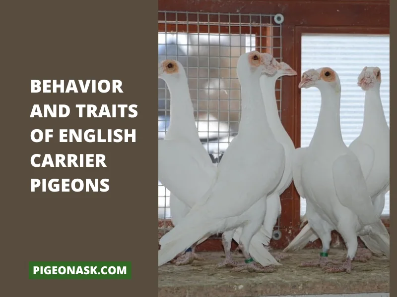 Behavior and Traits of English Carrier Pigeons