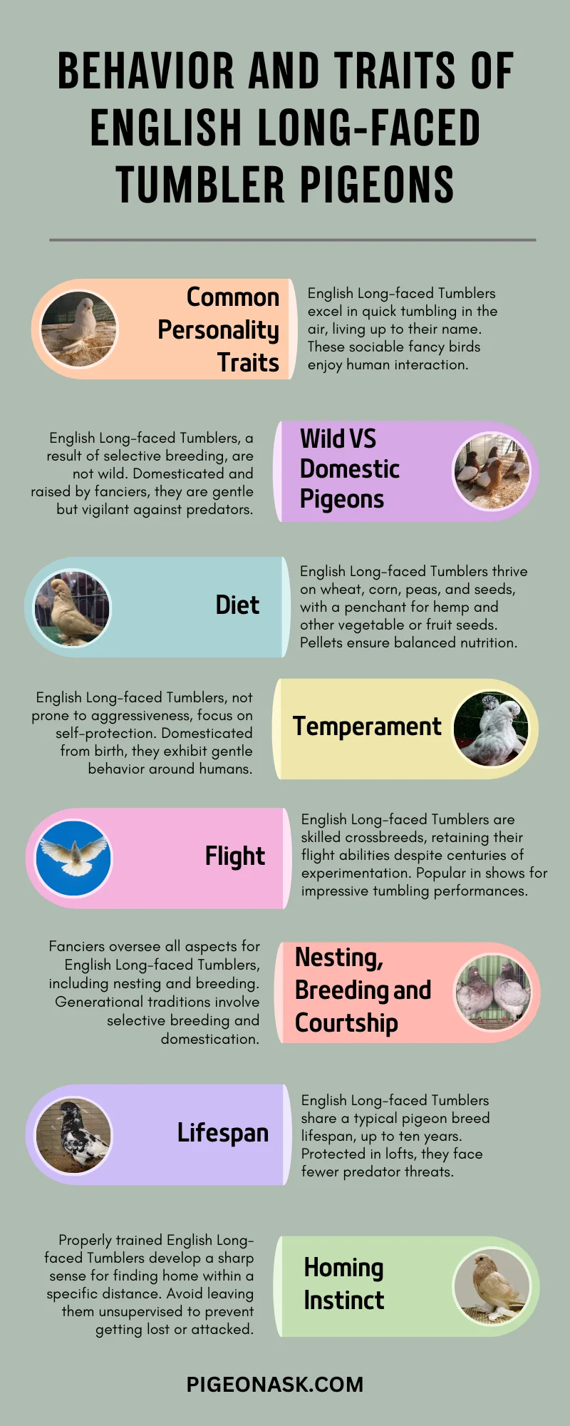 Behavior and Traits of English Long-Faced Tumbler Pigeons