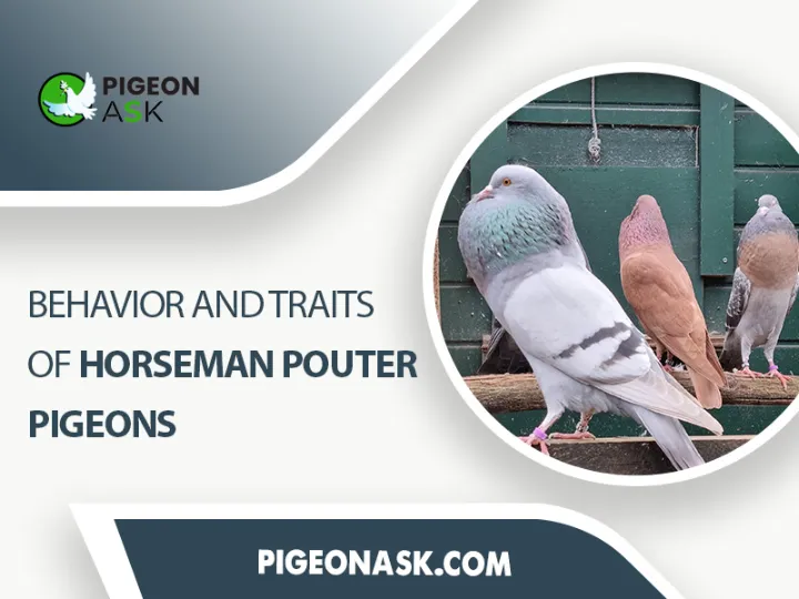 Behavior and Traits of Horseman Pouter Pigeons