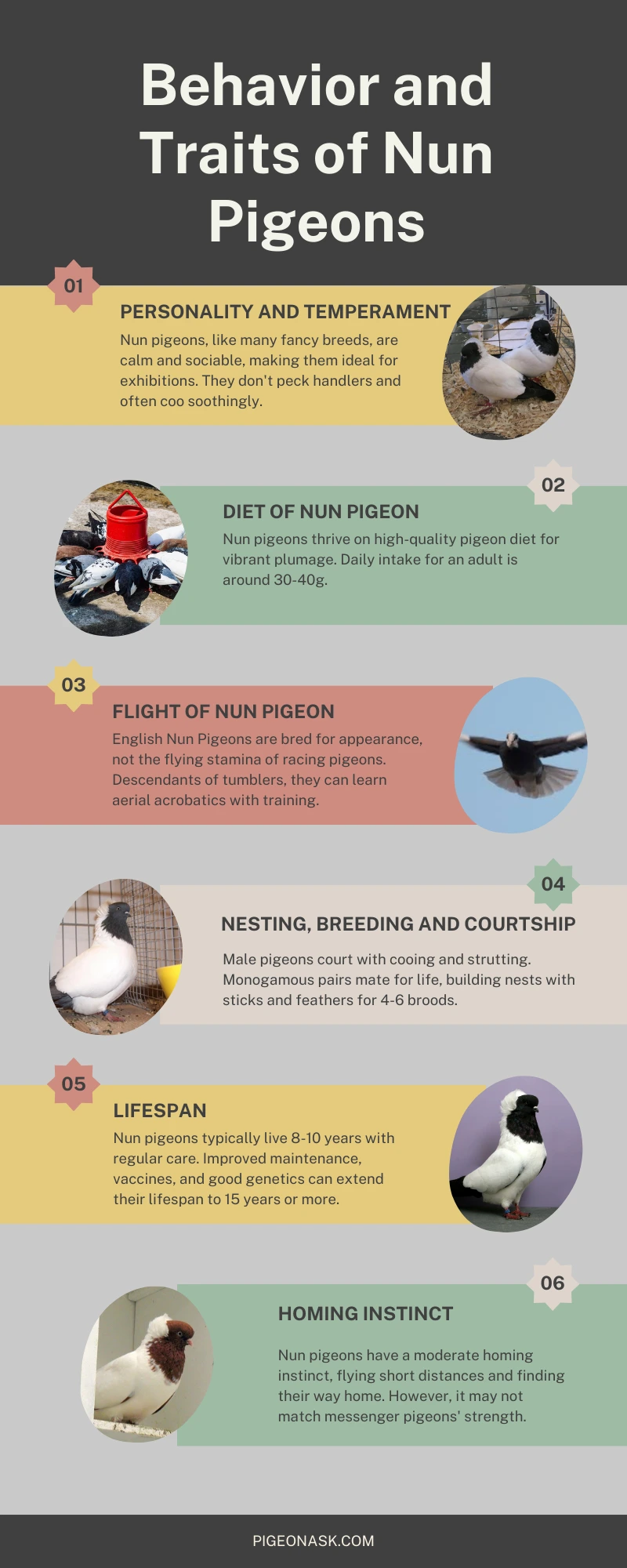 Behavior and Traits of Nun Pigeons