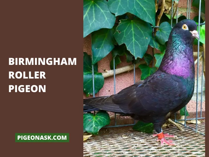 Birmingham Roller Pigeon