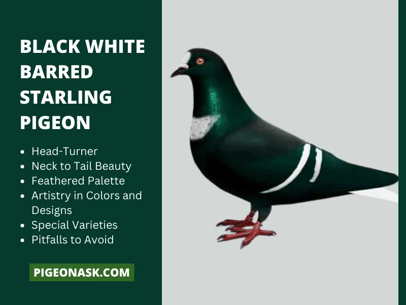 Black White Barred Starling Pigeon