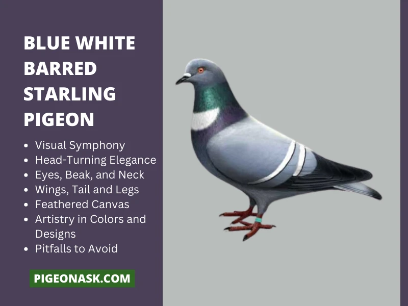 Blue White Barred Starling Pigeon