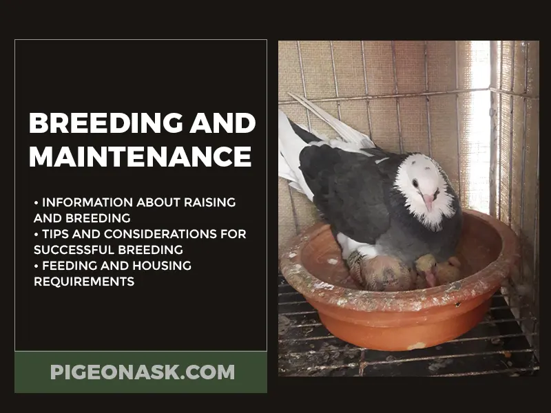 Breeding and Maintenance of Donek Pigeons