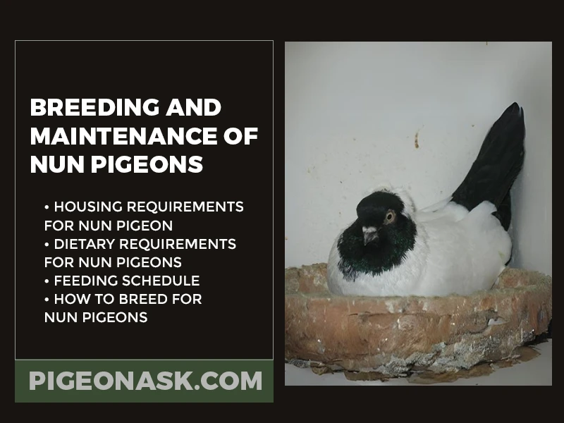 reeding and Maintenance of Nun Pigeons