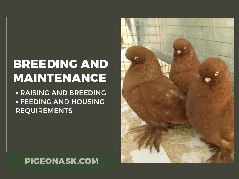 Breeding and Maintenance