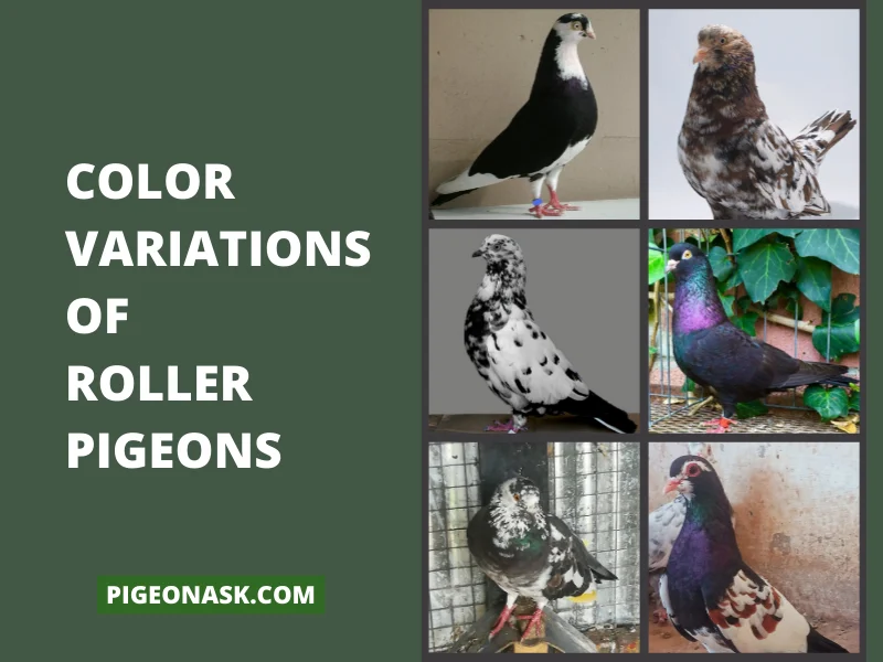 Color Variations of Roller Pigeons