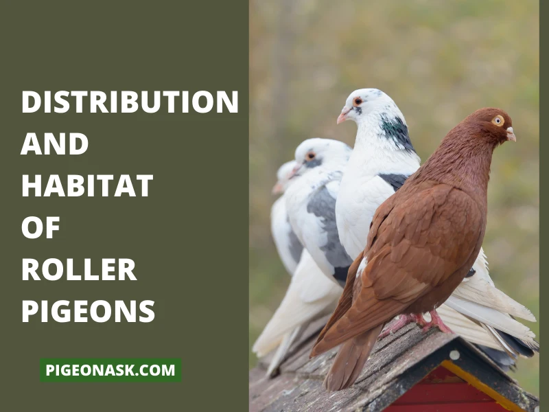 Distribution and Habitat of Roller Pigeon