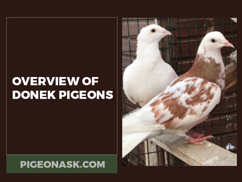 Donek Pigeons Overview