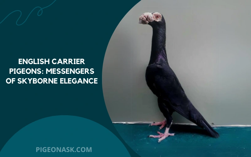 English Carrier Pigeons