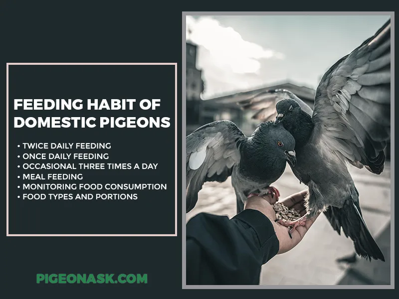 Feeding Habit of Domestic Pet Pigeons