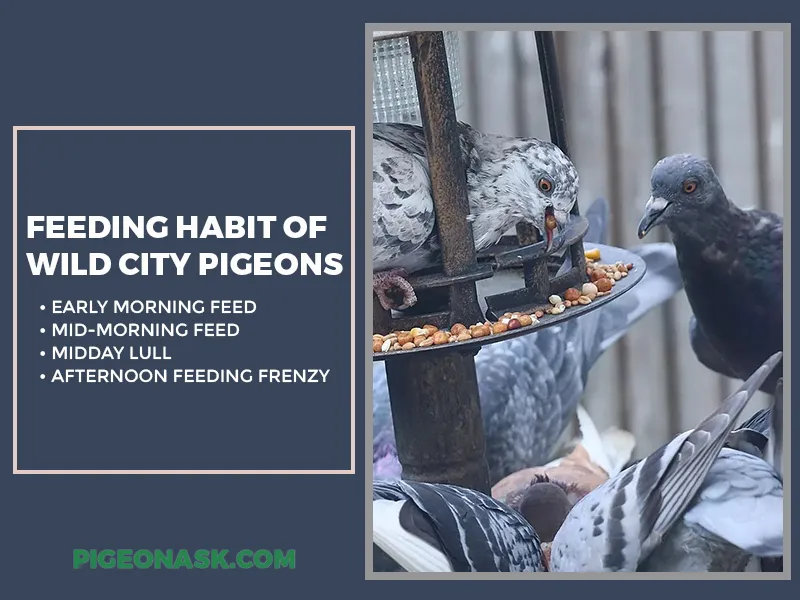 Feeding Habit of Wild City Pigeons