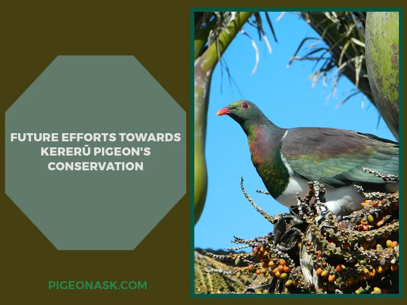 Future Efforts Towards Kererū Pigeon_s Conservation