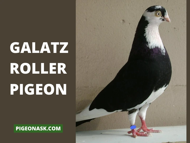 Galatz Roller Pigeon