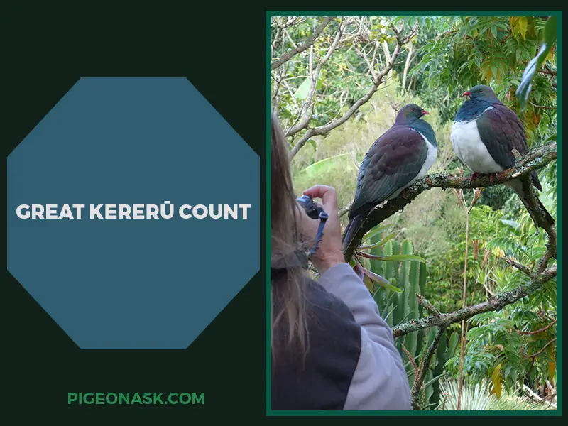 Great Kererū Count