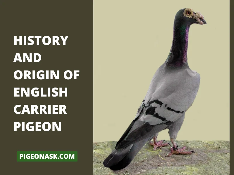 History and Origin of English Carrier Pigeon