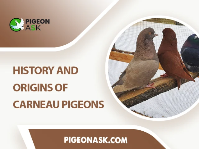 History and Origins of Carneau Pigeons