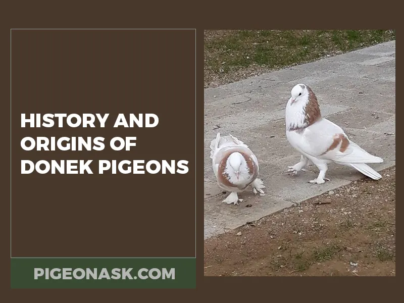 History and Origins of Donek Pigeons