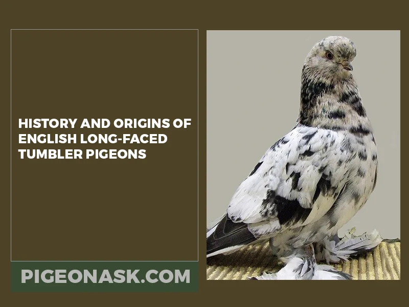 History and Origins of English Long Faced Tumbler Pigeons