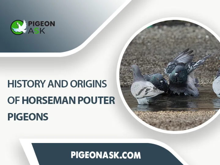 History and Origins of Horseman Pouter Pigeons